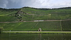 Vinice Wehlener Sonnenuhr na n�mecké Mosele (31. �ervence 2025)