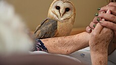 Jeden z projekt� - Dravci v srdci - je zam��en na falkoniterapii, tedy...