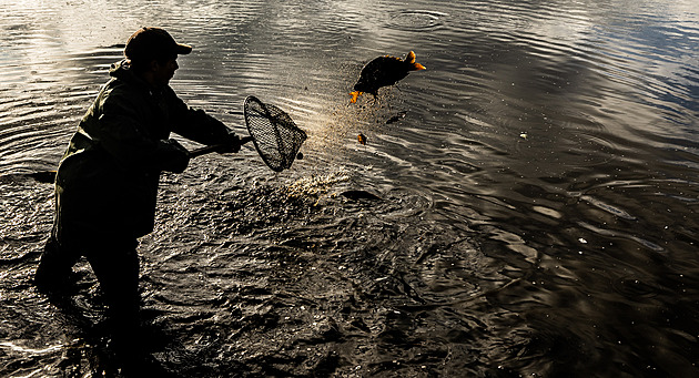 Výlov kaprů i Vánoce na Staromáku. Letiště v Praze zdobí snímky špičkových fotografů