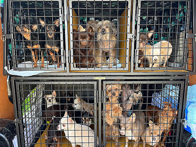 EU zavede jednotná pravidla pro zacházení s domácími mazlíčky. Týkají se i venčení