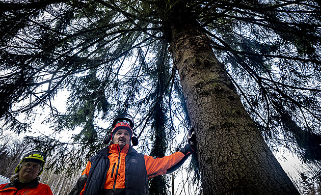 Foto měsíce získala Anna Kristová z MAFRY, zachytila cestu vánočního stromu pro Prahu