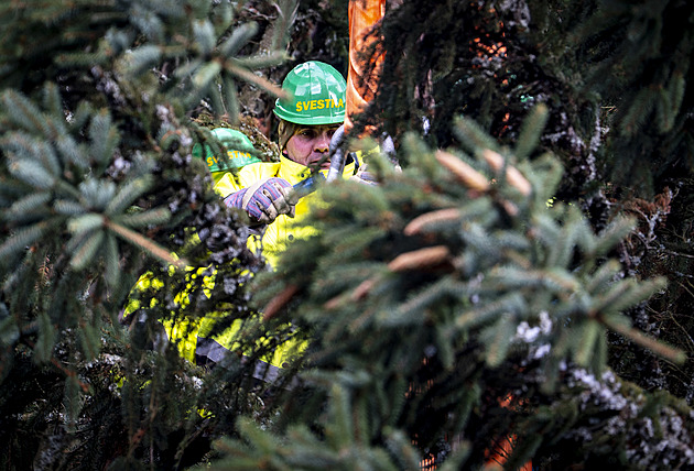 OBRAZEM: Vánoční strom pro Prahu šel k zemi za deset minut. Dřevorubci to vyměřovali několik týdnů