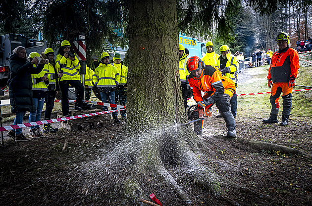 OBRAZEM: Z Děčínska až do srdce Prahy. Podívejte se na putování vánočního smrku