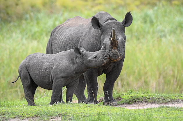 Nosorožčí samice ze Dvora má ve Rwandě druhé mládě, starší musí občas odhánět