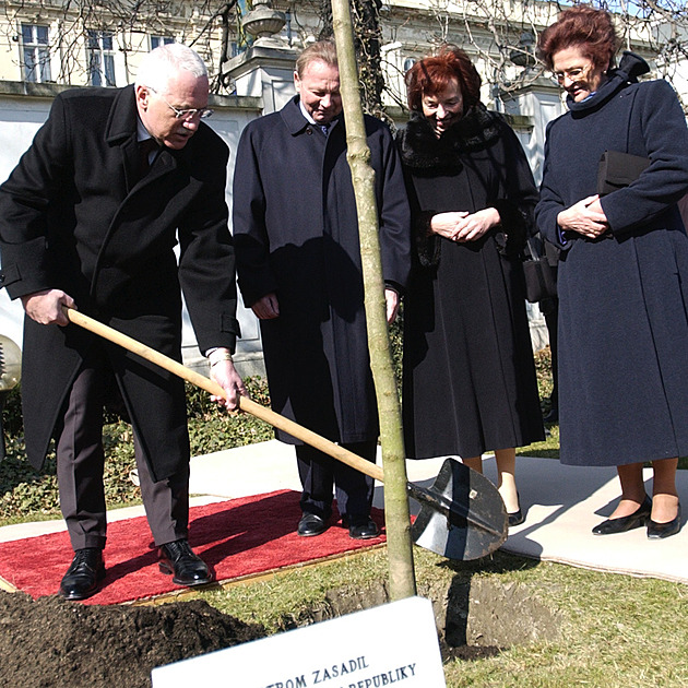 Skácel se strom, který zasadil v Bratislavě exprezident Klaus. K úklidu se nikdo nemá