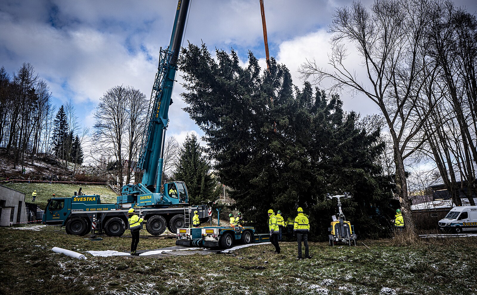 OBRAZEM: Strom pro Staromák šel k zemi za deset minut. Dřevorubci to vyměřovali několik týdnů