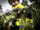 Zdoben� v�no�n�ho stromu na Starom�stsk�m n�m�st� v Praze (26. listopadu 2025)