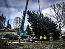 V�no�n� strom pro Starom�stsk� n�m�st� v Praze u��zli d�evorubci v osad� Lesn�...