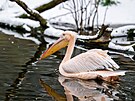Pelikán bílý vypadá i v zim� p�vabn�. V kontrastu se sn�hem a ledovou vodou...