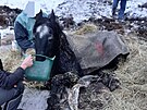 Hasi�i v Rohoznici na Ji��nsku zachra�ovali zesl�bl�ho kon�. (24. listopadu...