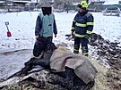 Hasi�i v Rohoznici na Ji��nsku zachra�ovali zesl�bl�ho kon�. (24. listopadu...