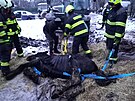 Hasi�i zachra�ovali zesl�bl�ho kon� v Rohoznici na Ji��nsku. (24. listopadu...