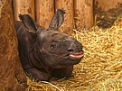 V plze�sk� zoo se po dev�ti letech narodilo ml�d� nosoro�ce indick�ho. Je to...
