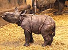 V plze�sk� zoo se narodil vz�cn� nosoro�ec indick�