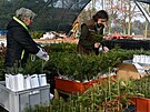 Lesn�ci p�ipravuj� stovku sazenic v�no�n�ch strome�k�, aby je v ned�li rozdali...