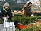 Lesn�ci p�ipravuj� stovku sazenic v�no�n�ch strome�k�, aby je v ned�li rozdali...