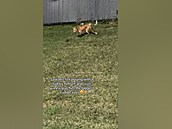 Roztomilé lií mlád si samo hraje s míkem na kopeku