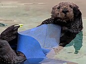 Mlád moské vydry zachránili díky záznamu jeho hlasu pehrávanému pes...