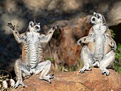 Dívá se na ni pozornýma oima, a veselýma, rozvernýma. Proto mezinárodní...