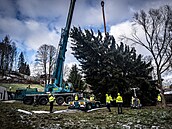 Vánoní strom pro Staromstské námstí v Praze  uízli devorubci v osad Lesná...