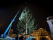 Instalace vánoního stromu na praském Staromstském námstí. (25. listopadu...