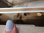 Státní zemdlská a potravináské inspekce uzavela pekárnu v obchodním dom...