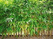 Odstranit takový porost není jednoduché. Pouhé posekání nestaí, protoe z...