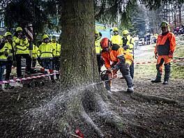 Váno�ní strom pro Starom�stské nám�stí v Praze dnes u�ízli d�evorubci v osad�...