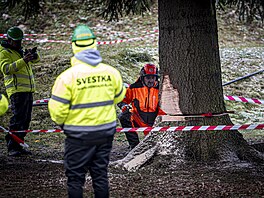Váno�ní strom pro Starom�stské nám�stí v Praze u�ízli d�evorubci v osad� Lesná...