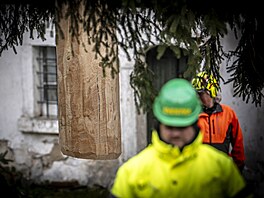 Váno�ní strom pro Starom�stské nám�stí v Praze u�ízli d�evorubci v osad� Lesná...