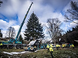 Váno�ní strom pro Starom�stské nám�stí v Praze u�ízli d�evorubci v osad� Lesná...