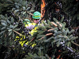 Váno�ní strom pro Starom�stské nám�stí v Praze u�ízli d�evorubci v osad� Lesná...