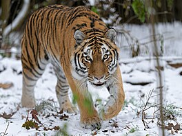 Na snímku je samice tygra ussurijského Arila ve výb�hu expozi�ního celku...