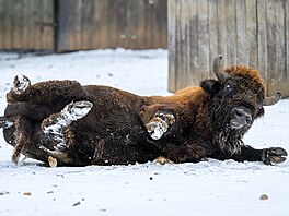 Mo�nost vyválet se v �erstvém pra�anu vyu�ívají i zub�i evrop�tí v horní �ásti...