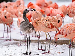 Plame�áci dávají p�ednost pobytu venku i ve sn�hu. Na�echrané pe�í je oh�ívá a...