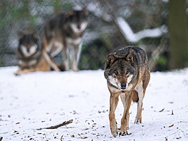 Vlci eurasij�tí pat�í k nejotu�ilej�ím obyvatel�m Zoo Praha. Na rozdíl...