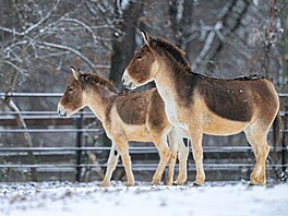 Kulani, co� je poddruh st�edoasijského osla, jsou se sn�hem také v pohod�. Ve...