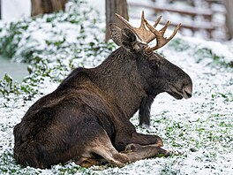 Losa evropského pra�ský sn�hový popra�ek rozhodn� nevyvede z míry, zimu si...