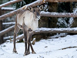Sobi karel�tí, ti nejspí� berou listopadový sníh jak takový malý trénink na...