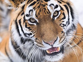 Tygr�m ussurijským elegantní kombinace oran�ové a �erné na bílém pozadí opravdu...