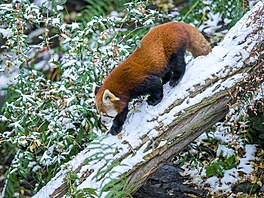 Pandy �erevené na sn�hu lze vid�t jen kousek od hlavního vchodu, tak si je...