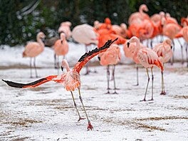 Na snímku plame�áci, na n� je kdykoliv v roce úschvatná podívaná. 