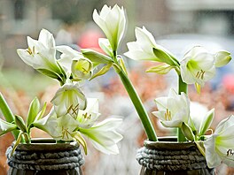 hv�zdník, amarylis, p�stování, rychlení, Vánoce