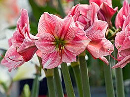 hv�zdník, amarylis, p�stování, rychlení, Vánoce Kaukenhof...