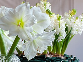 hv�zdník, amarylis, p�stování, rychlení, Vánoce 