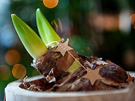 hv�zdník, amarylis, p�stování, rychlení, Vánoce Kaukenhof...