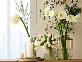 hv�zdník, amarylis, p�stování, rychlení, Vánoce