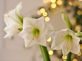 hv�zdník, amarylis, p�stování, rychlení, Vánoce 