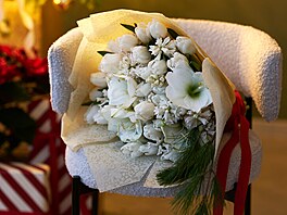 hv�zdník, amarylis, p�stování, rychlení, Vánoce 