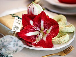 hv�zdník, amarylis, p�stování, rychlení, Vánoce Kaukenhof...